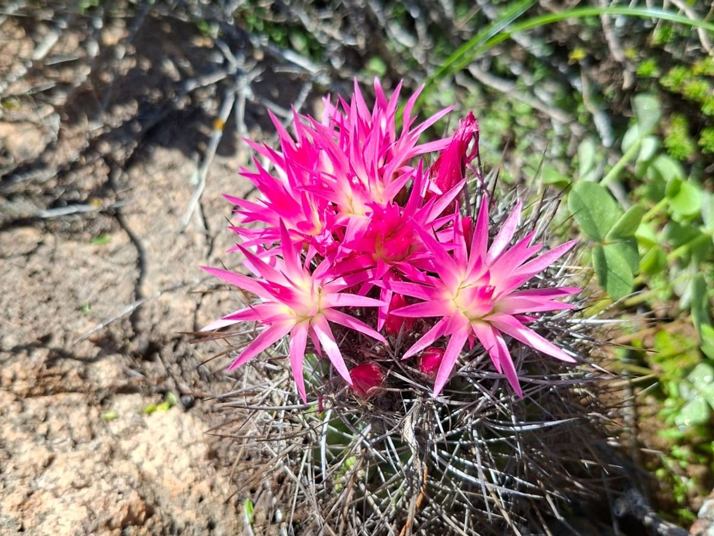 Cactus nativo globular con floración rosada en suelo natural.