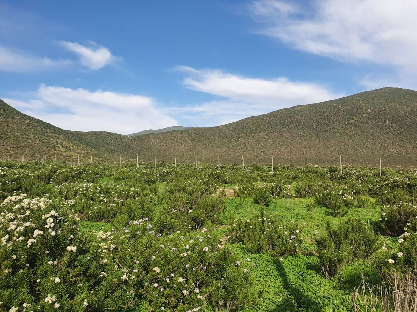 Vista panorámica amplia del terreno con arbustos en flor y cerro bajo cielo despejado.