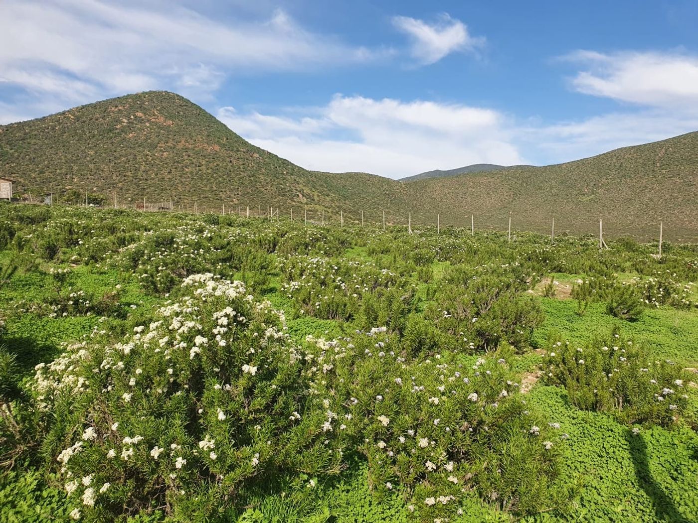 Topografía del terreno con flora nativa florecida y cordón de cerros bajo cielo azul.