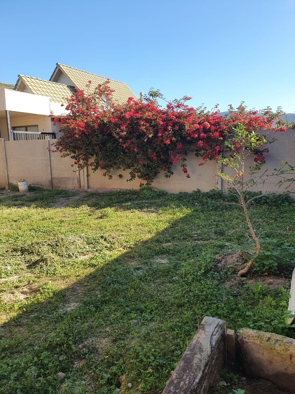 Patio con pasto y buganvilia florecida, con la casa y sus dos techos a dos aguas al fondo.