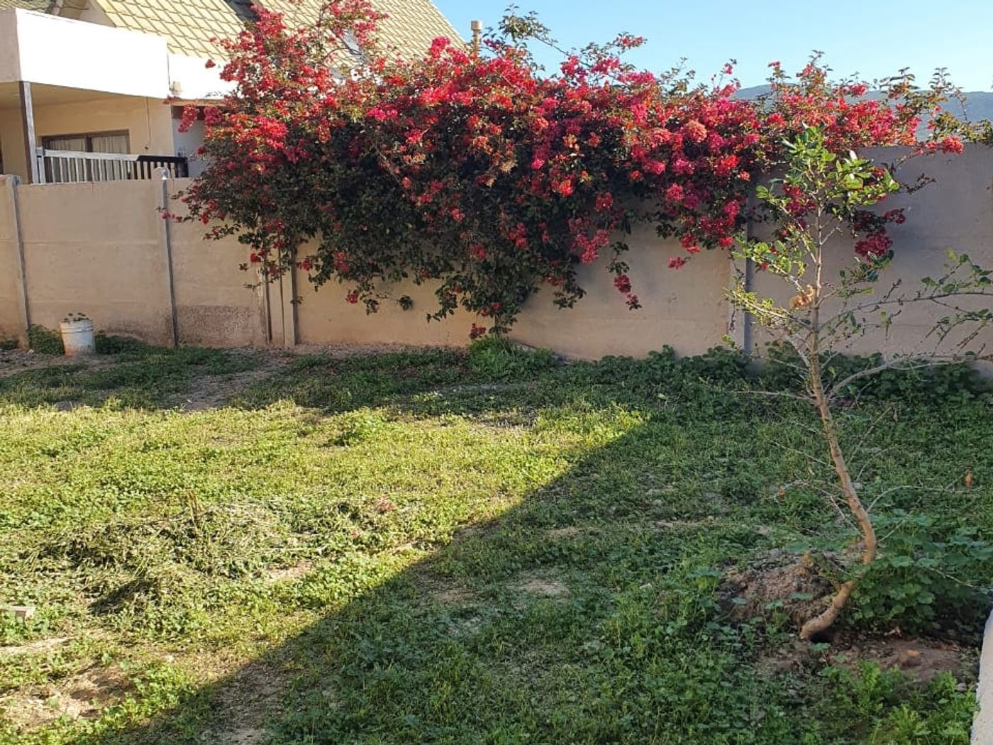Patio con pasto y buganvilia florecida, con la casa y sus dos techos a dos aguas al fondo.