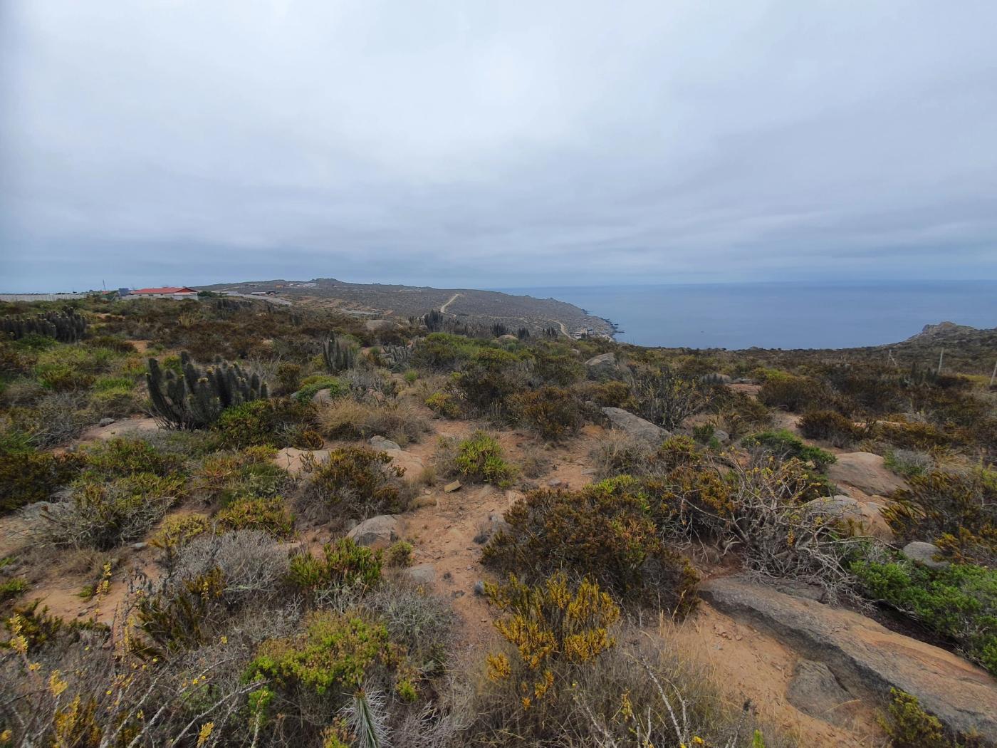 Paño completo con roca, cactus y océano de horizonte a horizonte