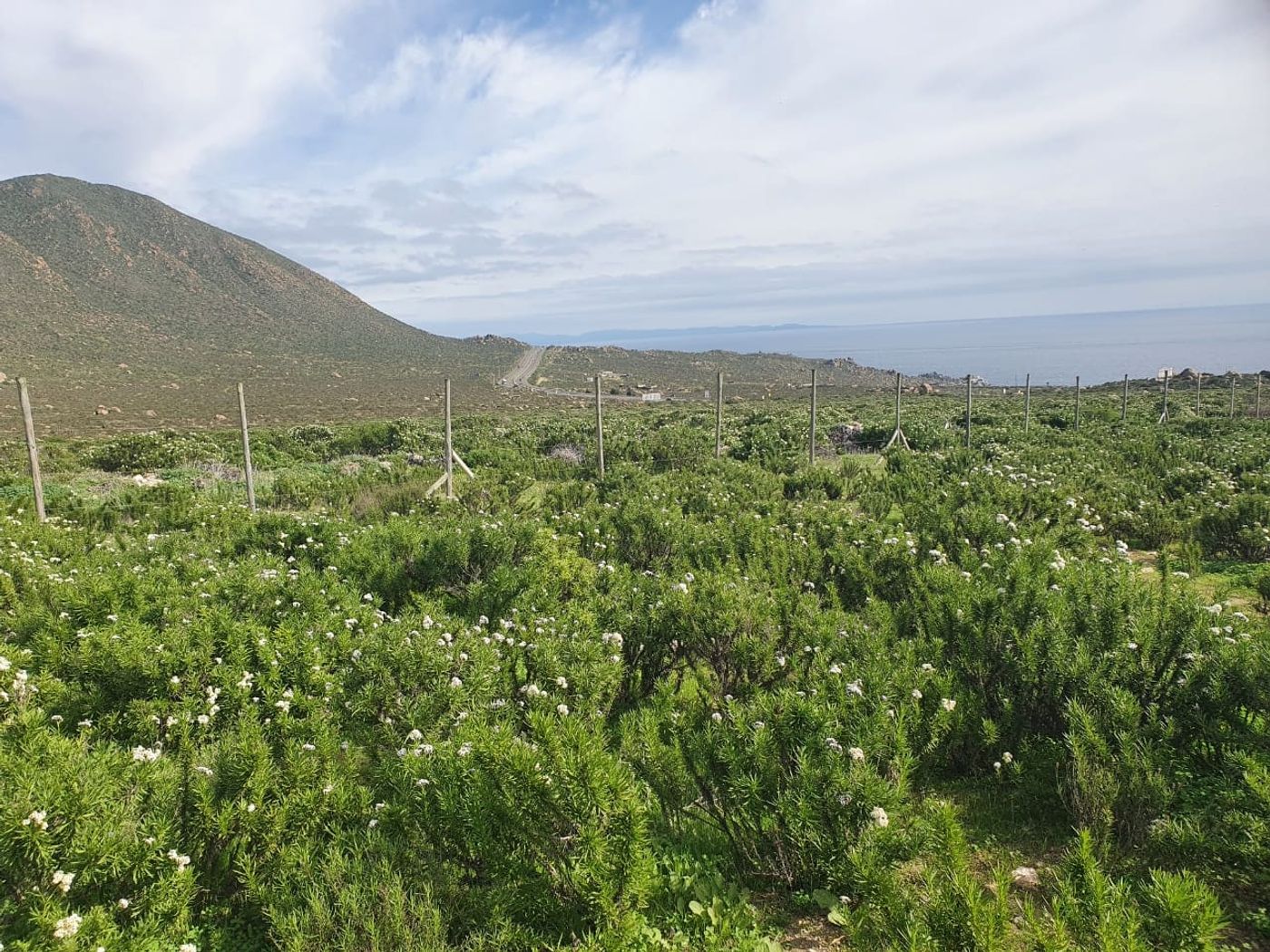 Terreno con vegetación nativa, lomajes suaves y perspectiva hacia la costa marina.