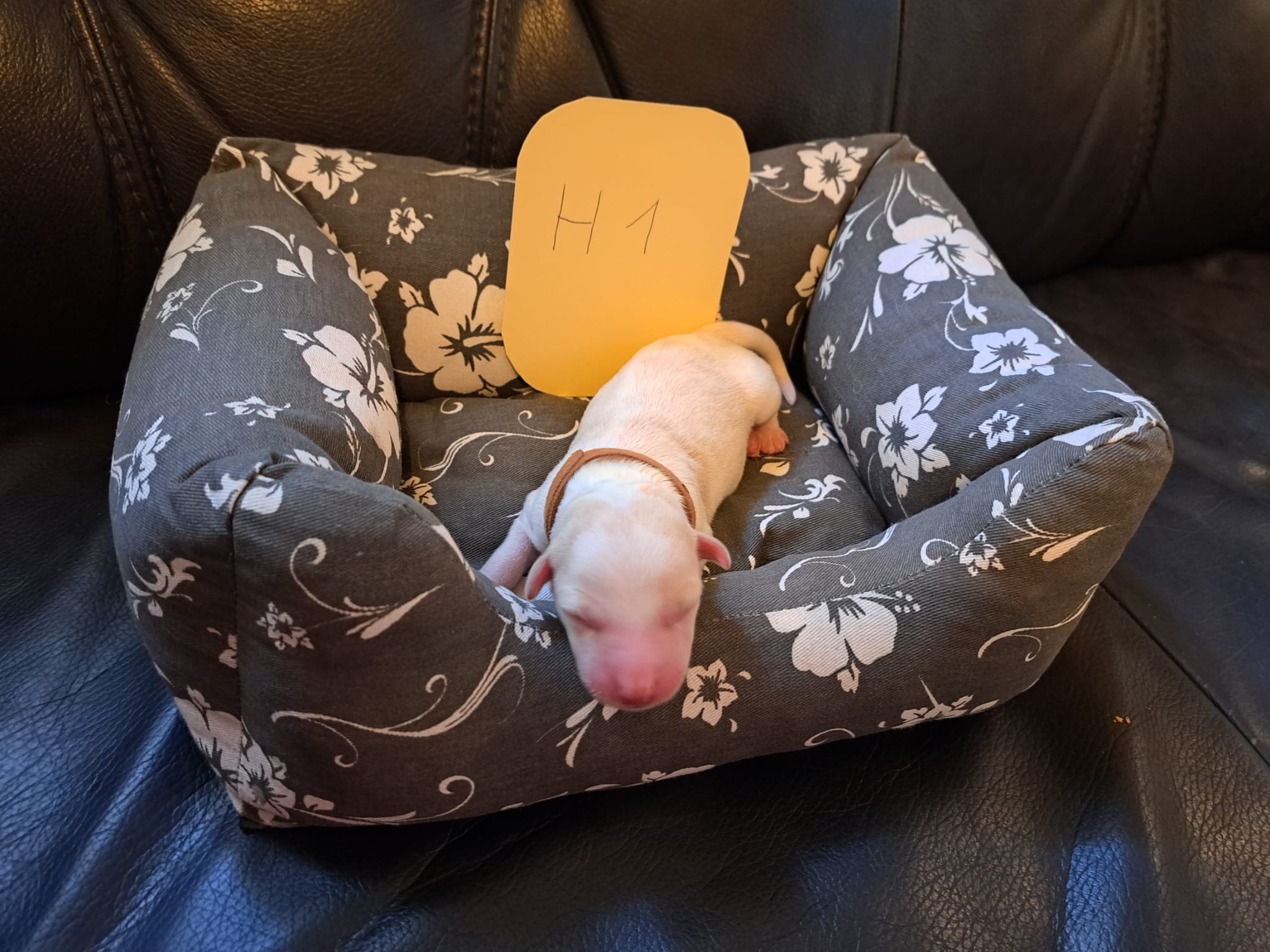 H1