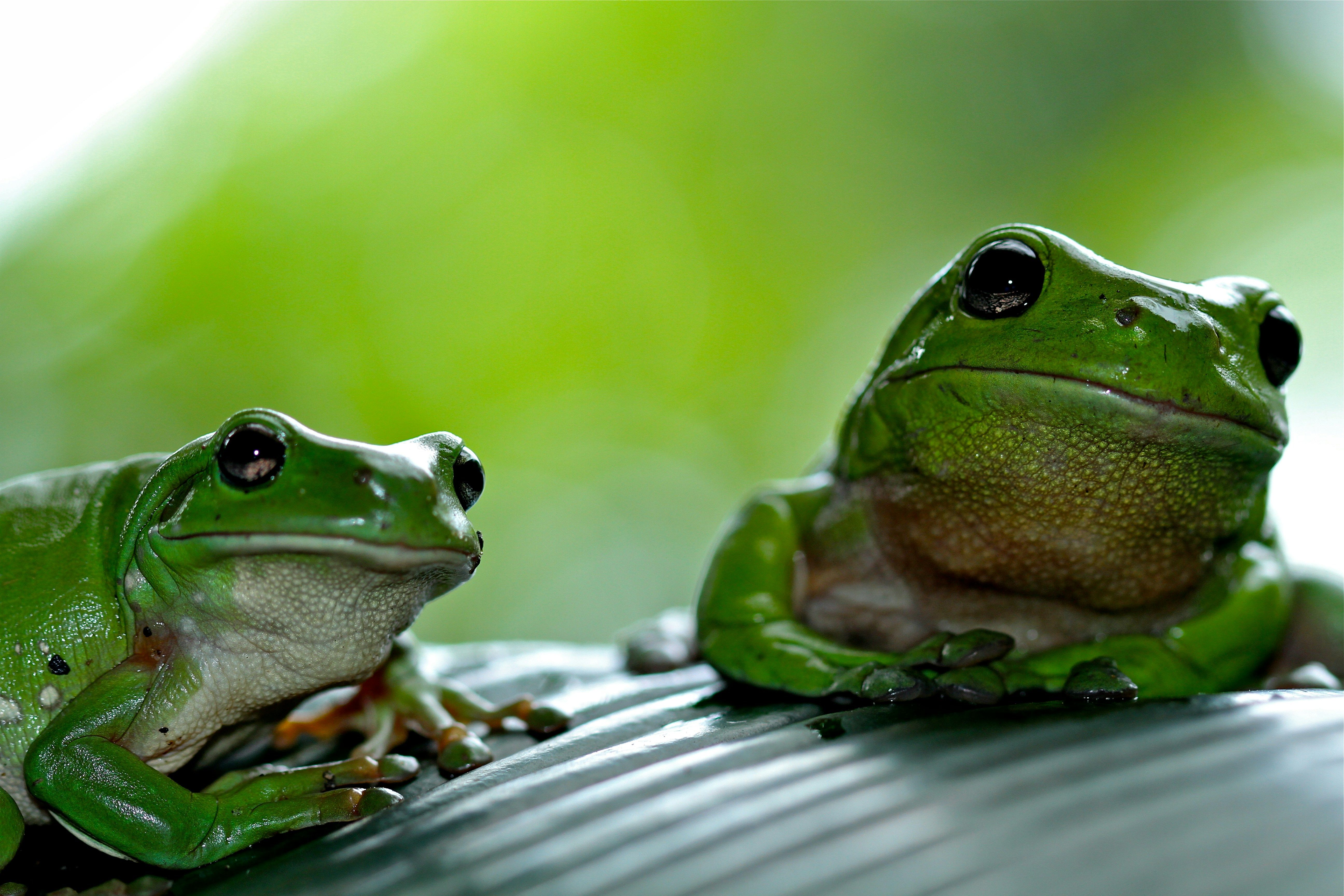 Cover image for Frog or Frogs?