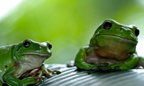 Cover image for Frog or Frogs?