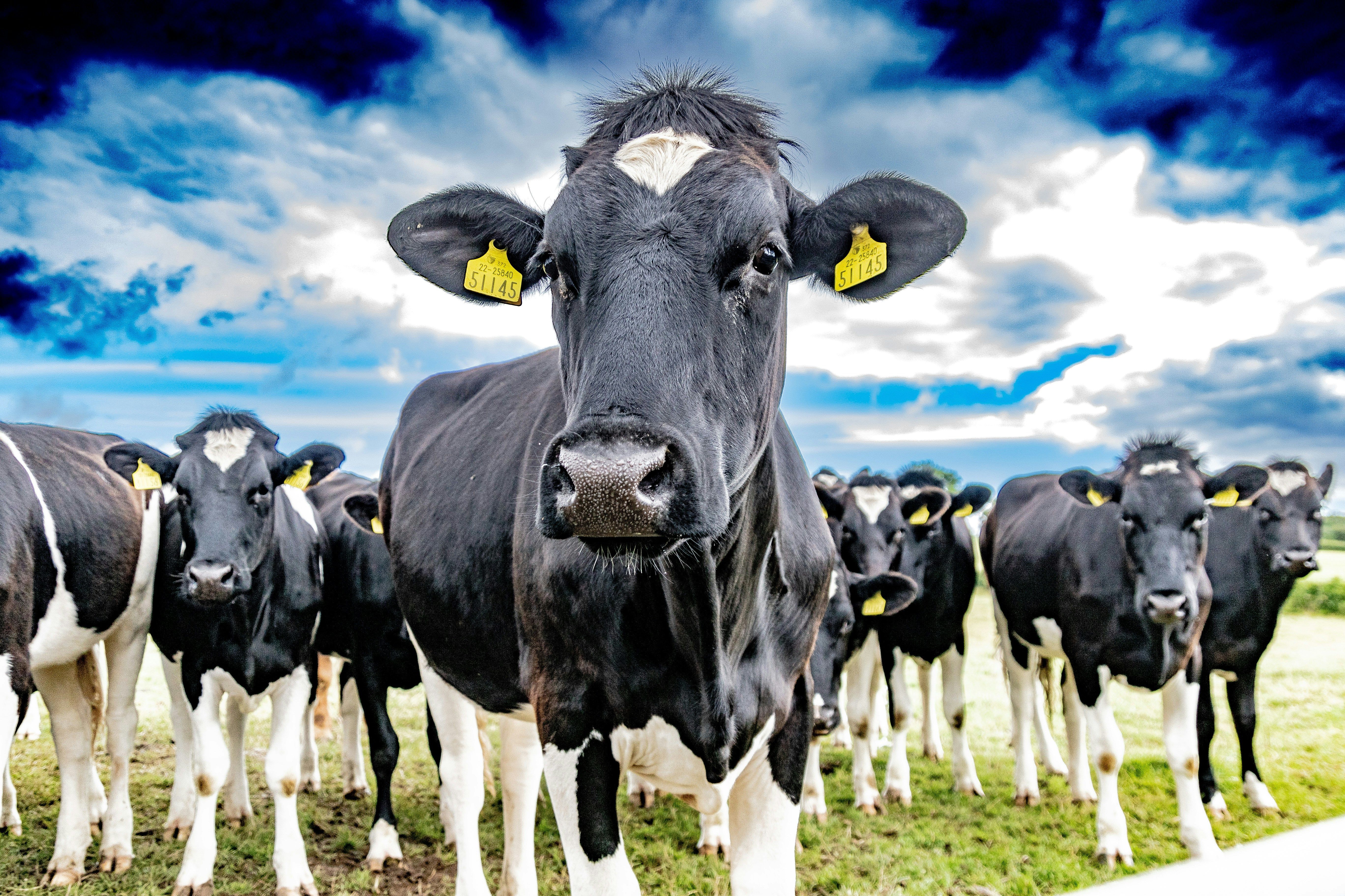 Cover image for Kashrut, Explained! Part I: Meat and dairy