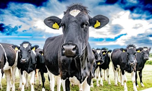 Cover image for Kashrut, Explained! Part I: Meat and dairy