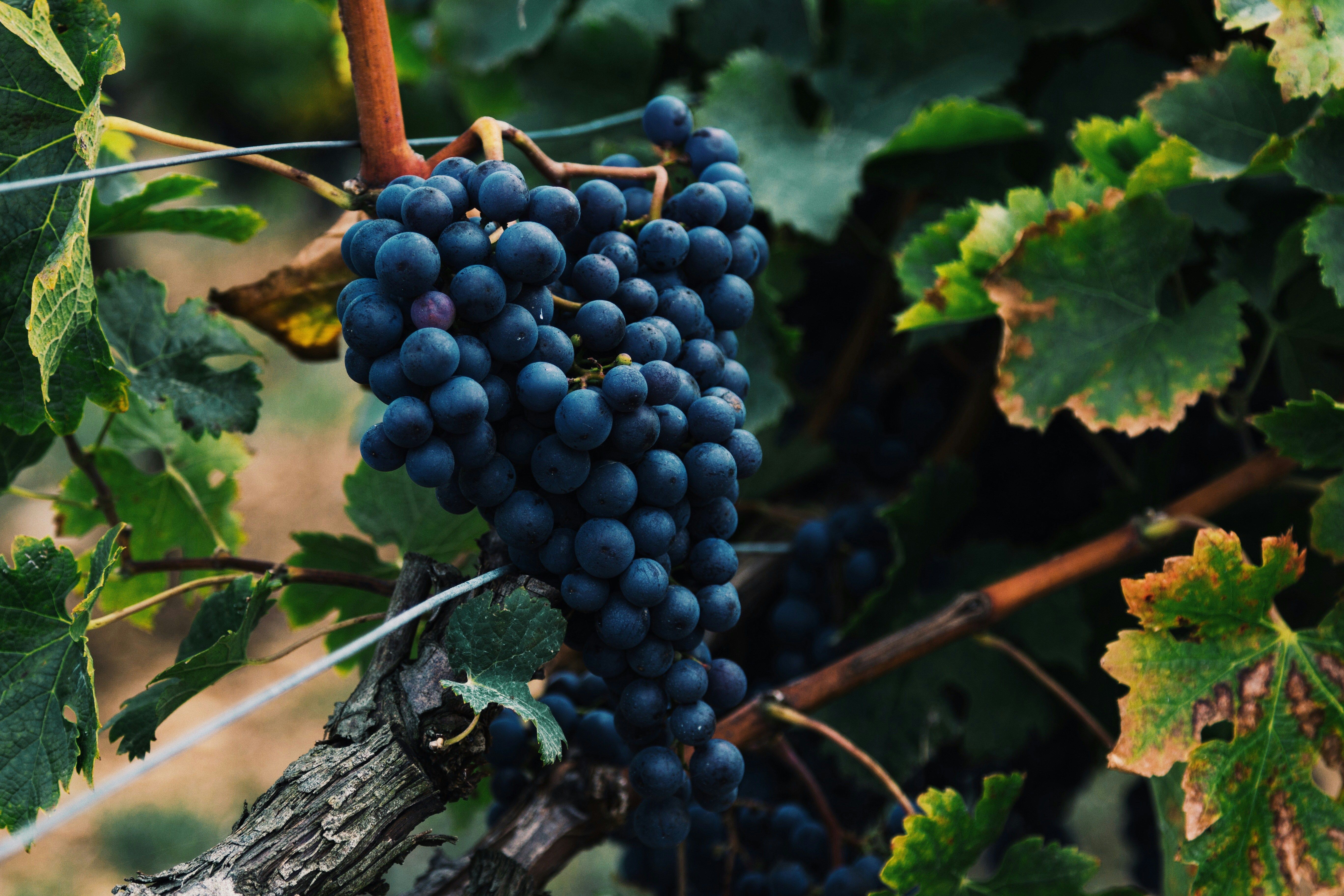 Cover image for Exemption from Drinking Wine on Pesach