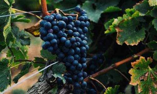 Cover image for Exemption from Drinking Wine on Pesach