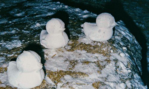 Cover image for The Meat Snowball