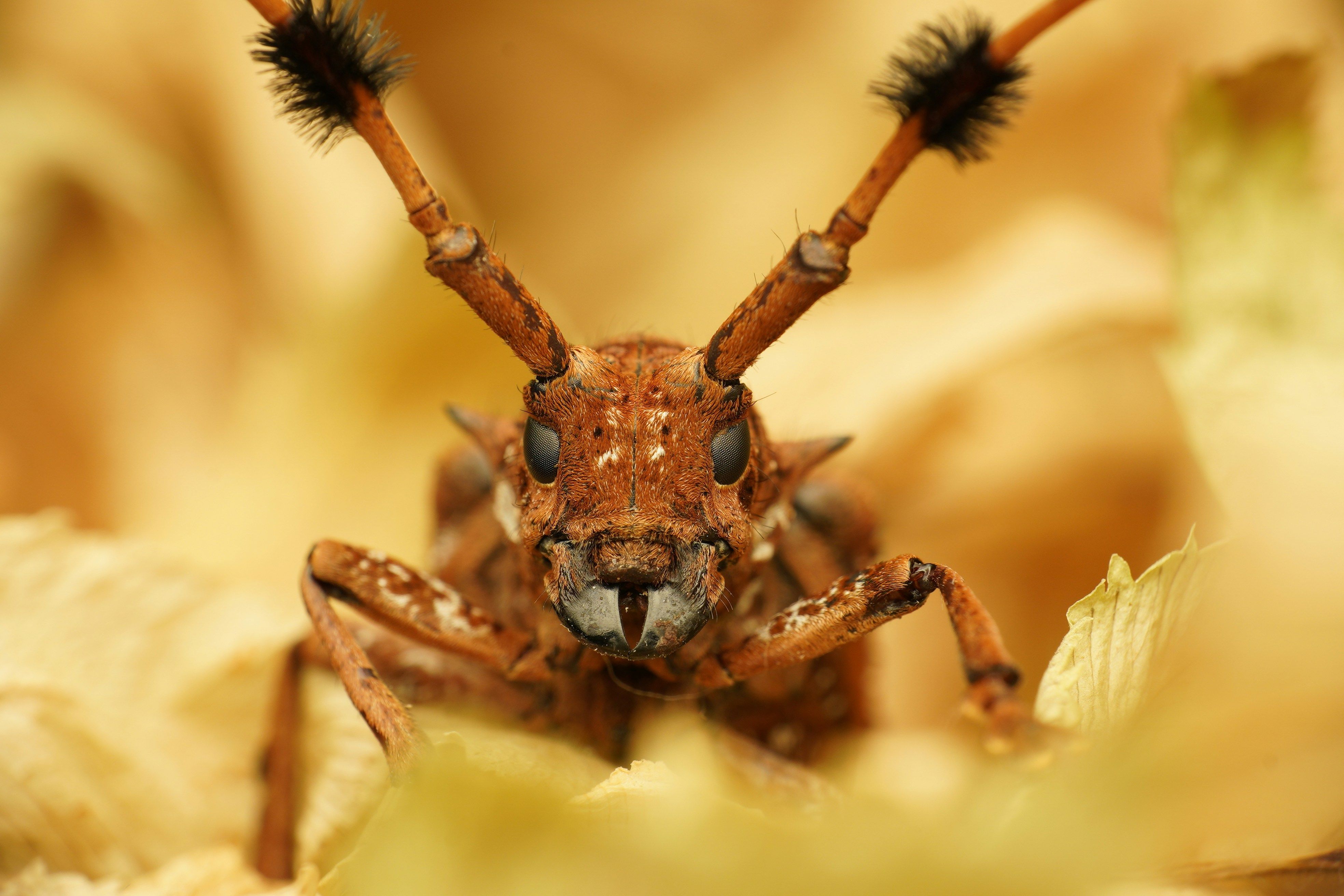 Cover image for Bugs!