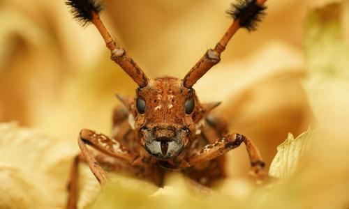 Cover image for Bugs!
