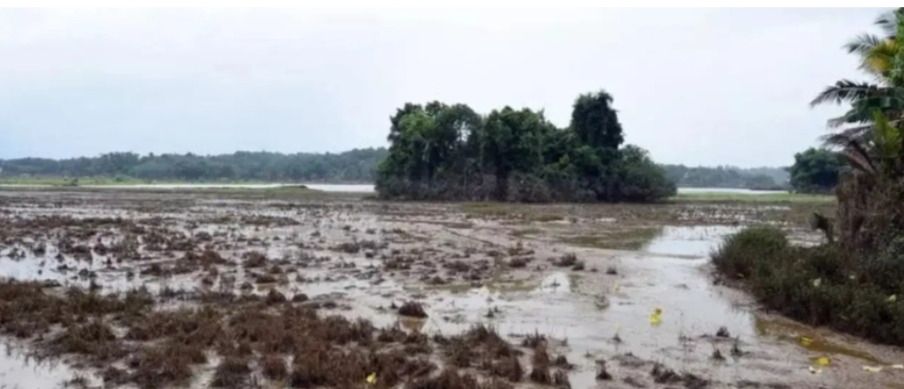 Image of fields getting flooded because of excessive development on wetlands