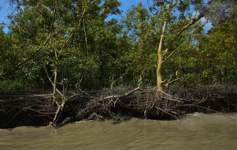A row of mangrove trees along a muddy riverbank, with their complex, tangled root systems exposed above the murky water. The lush green canopy of the forest extends into the background under a clear blue sky, while small ripples disturb the water's surface at the base of the roots.