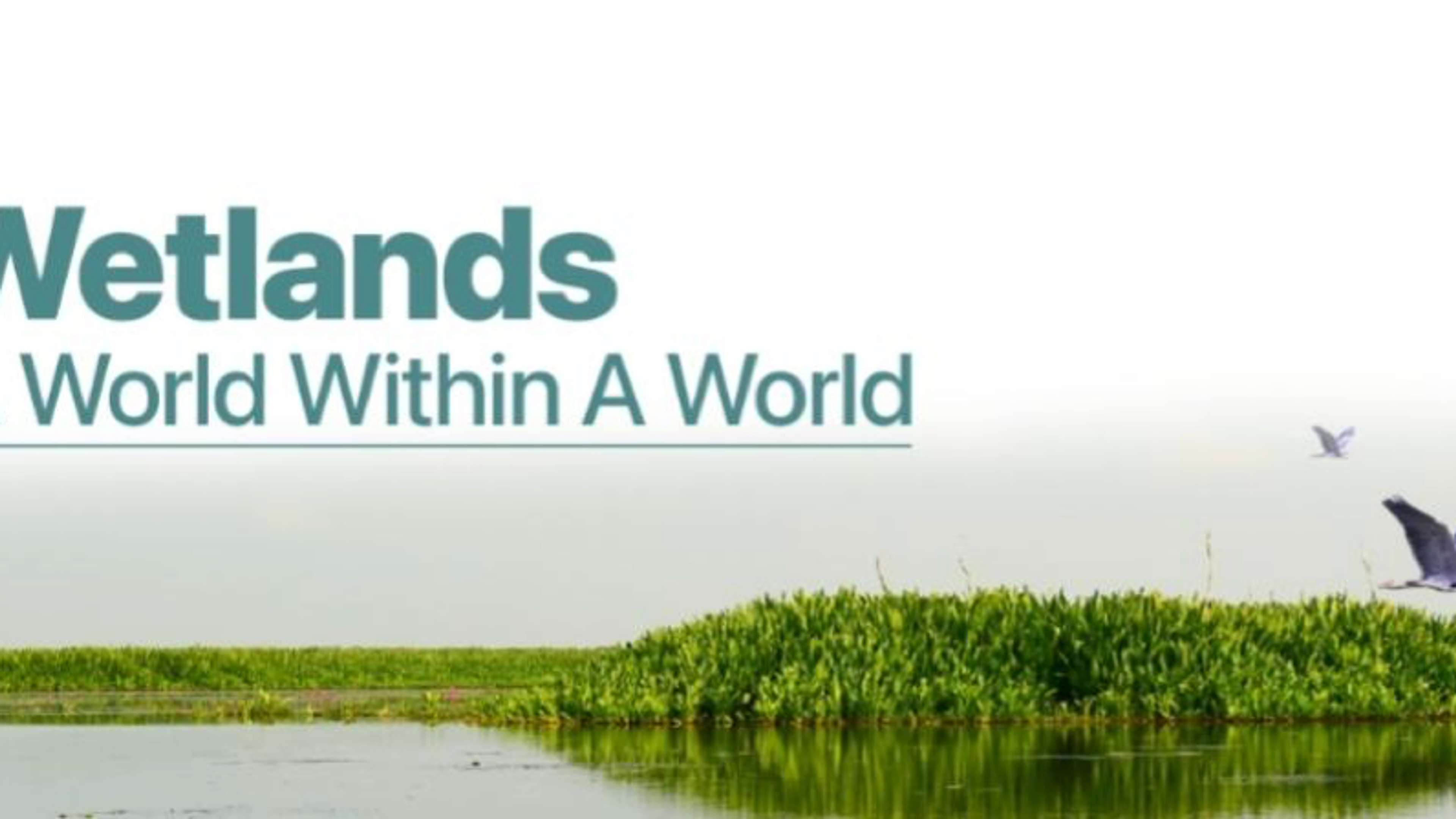 Wetlands Landscape