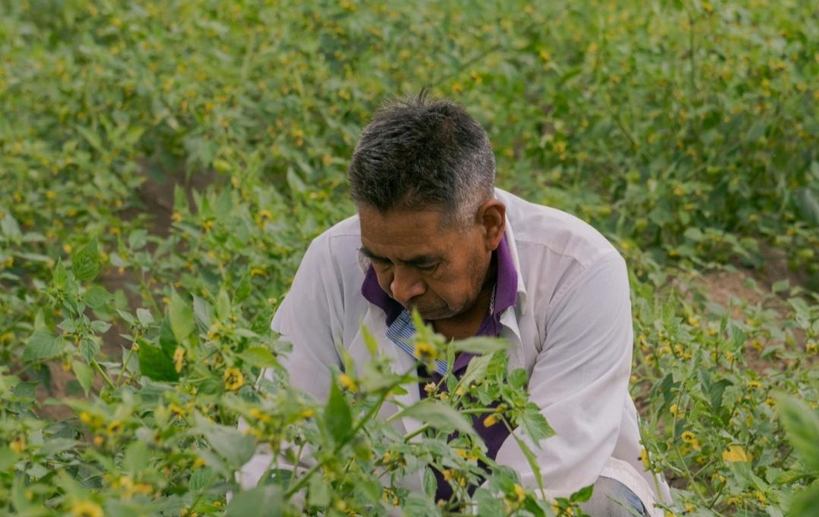 A high-angle shot of a person with salt-and-pepper hair wearing a white lab coat over a purple shirt. They are leaning over a field of green plants with small yellow flowers, carefully inspecting the foliage.