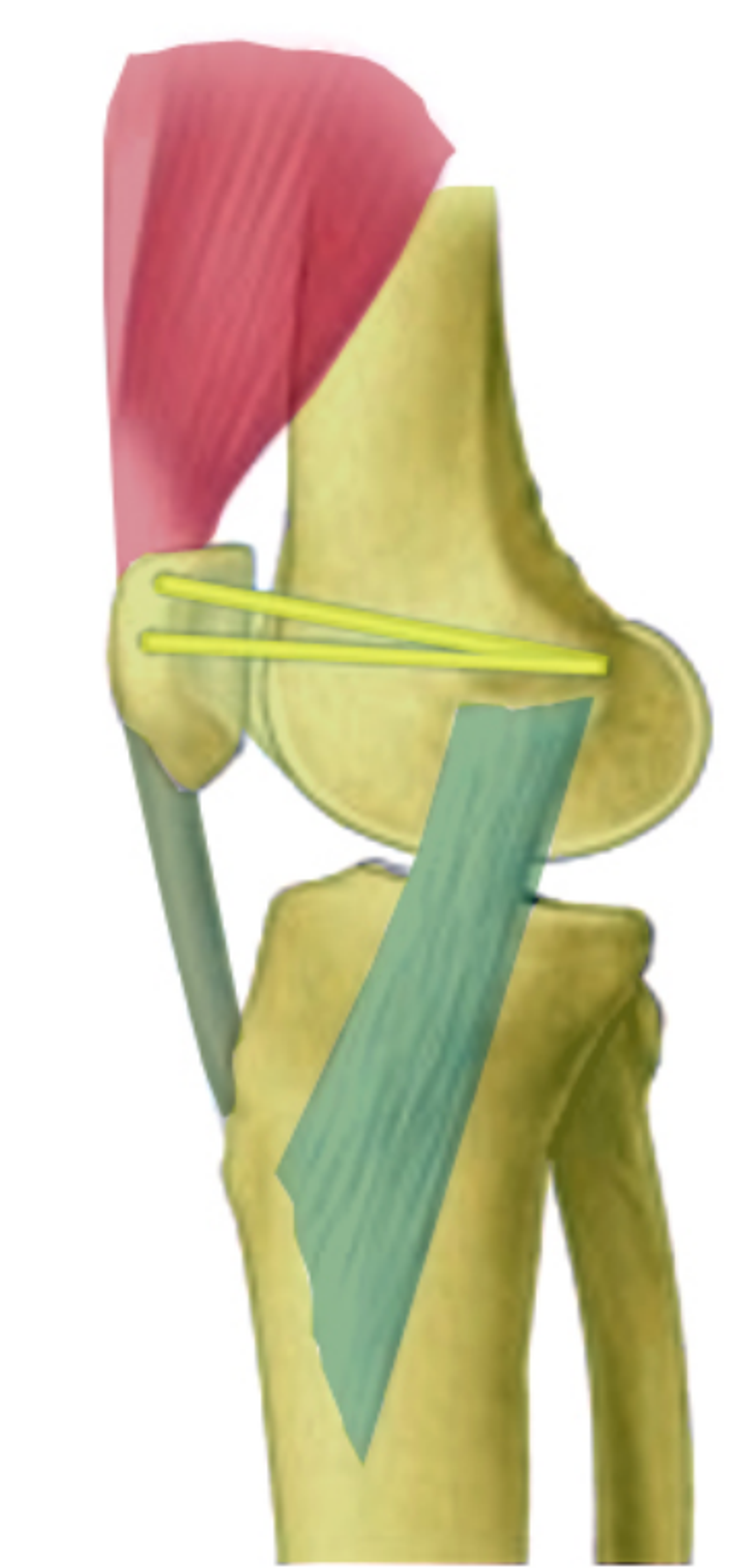 Stabilisation de la rotule — illustration 10