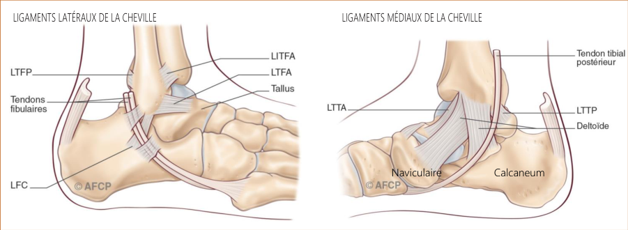 Ligamentoplastie de cheville — illustration 1