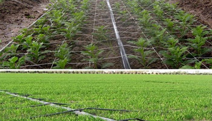 Drip tape installed on a green farm field