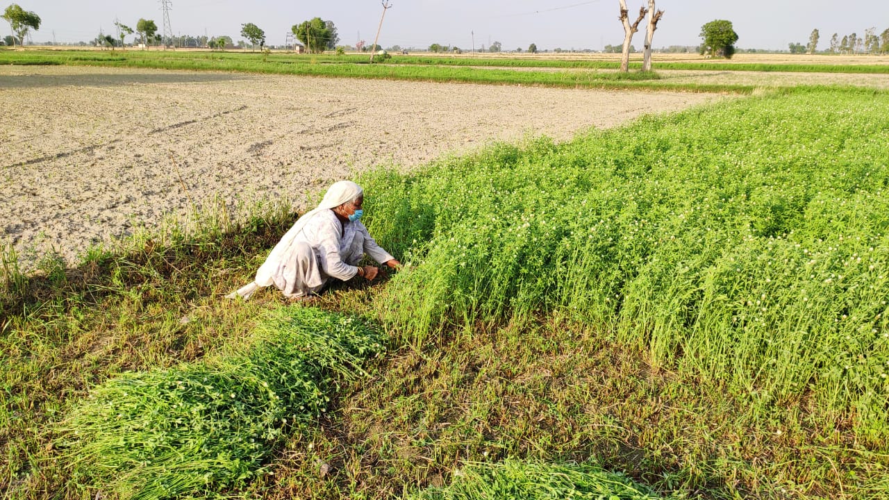 Dalit woman working in the fields in Punjab with surgical mask on 