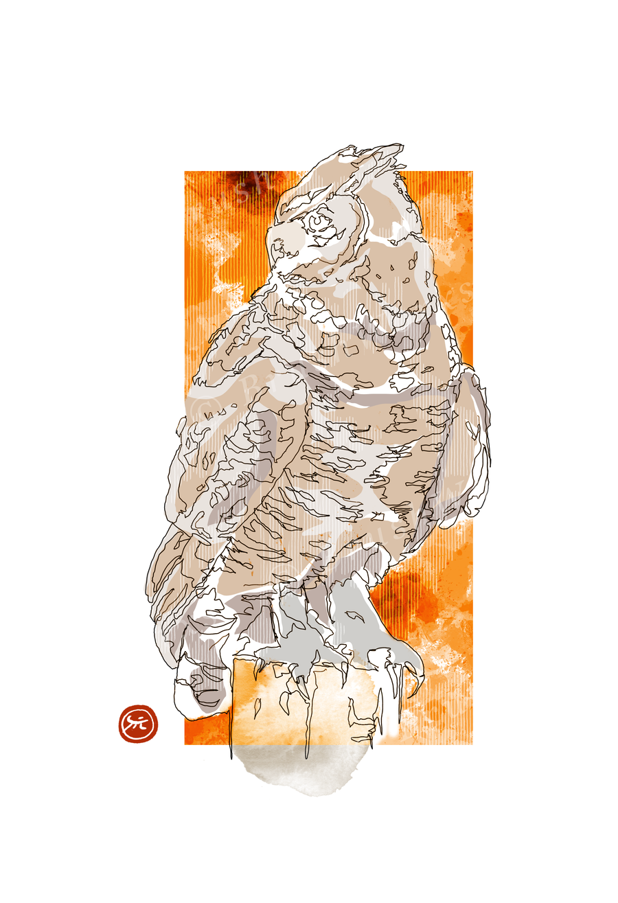 Owl