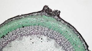 A microscopic view of a green object.