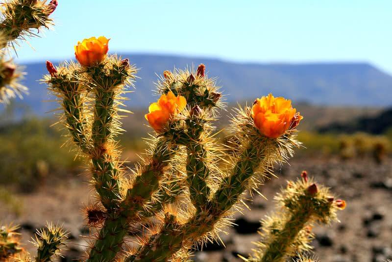 Sonoran desert