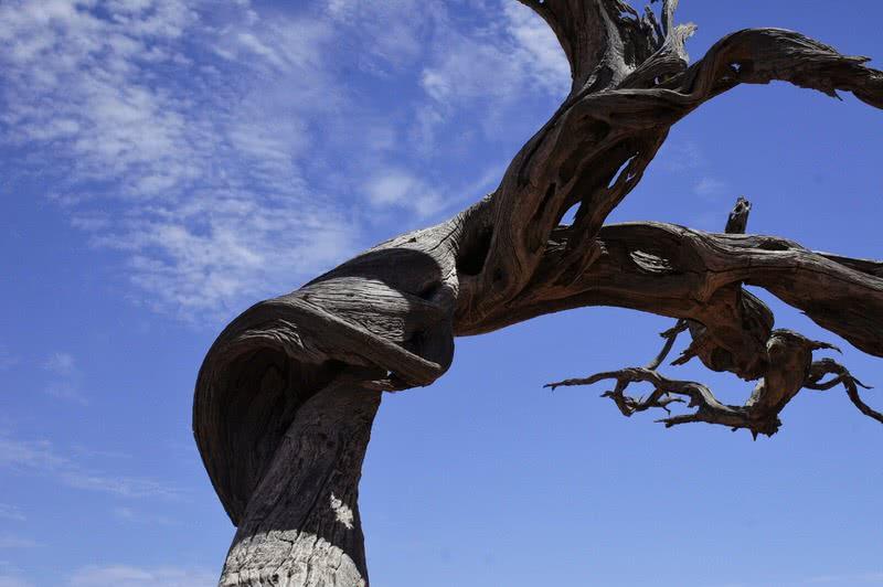 Simpson desert