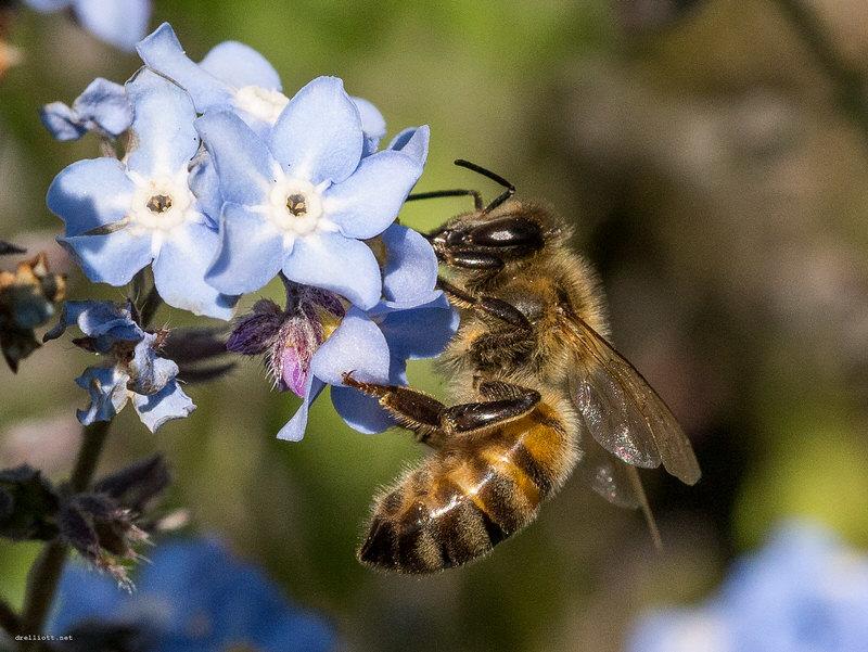 Bee