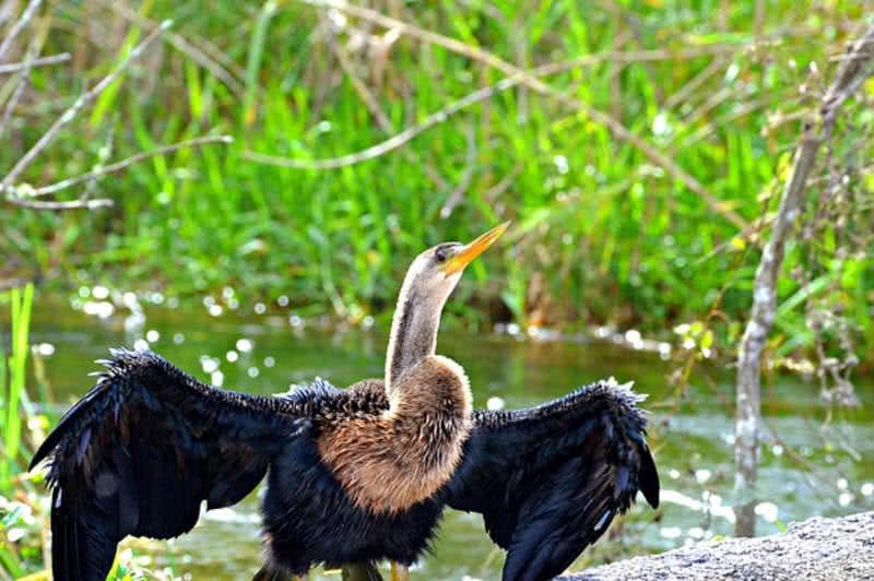 Everglade national park