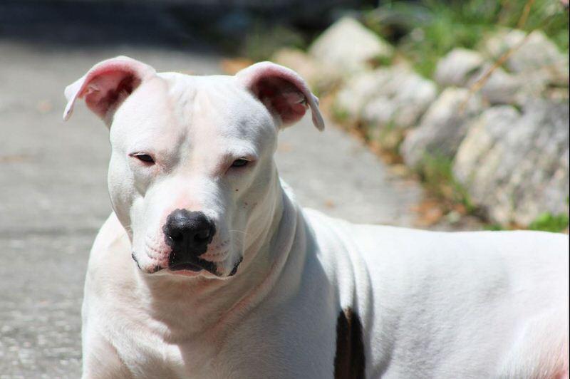 Dogo Argentino
