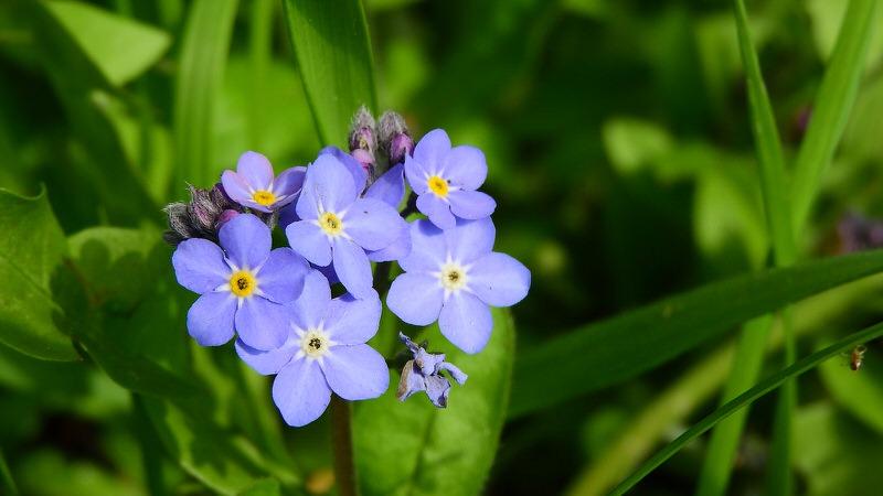 Forget-me-not