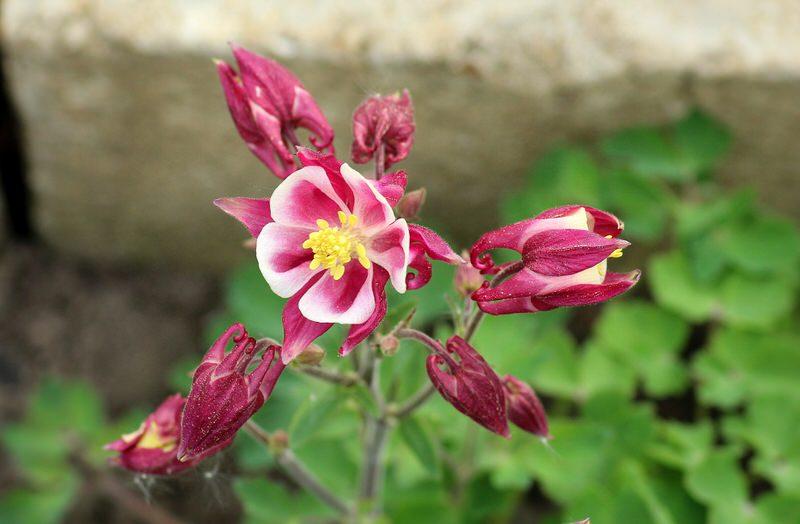 Columbine