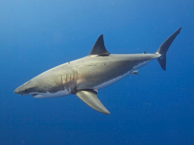 Shark