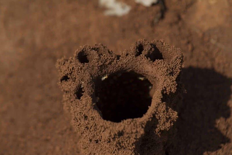 termite