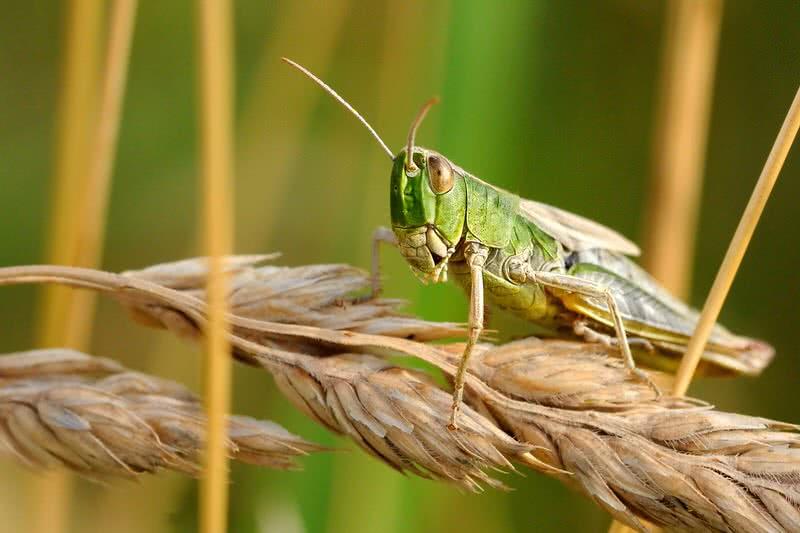 locust