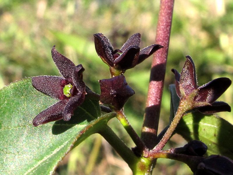 Black swallow-wort