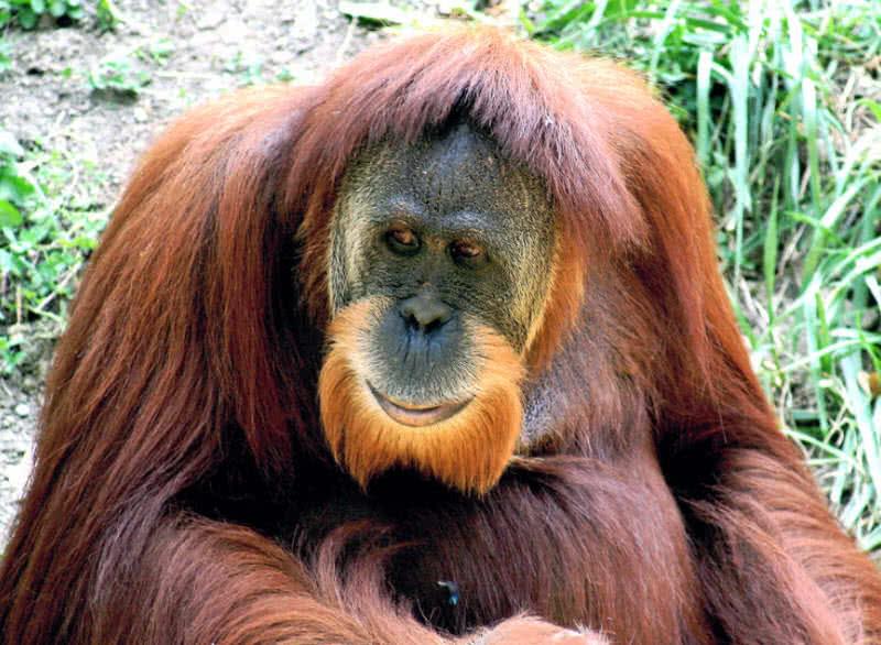sumatran orangutan