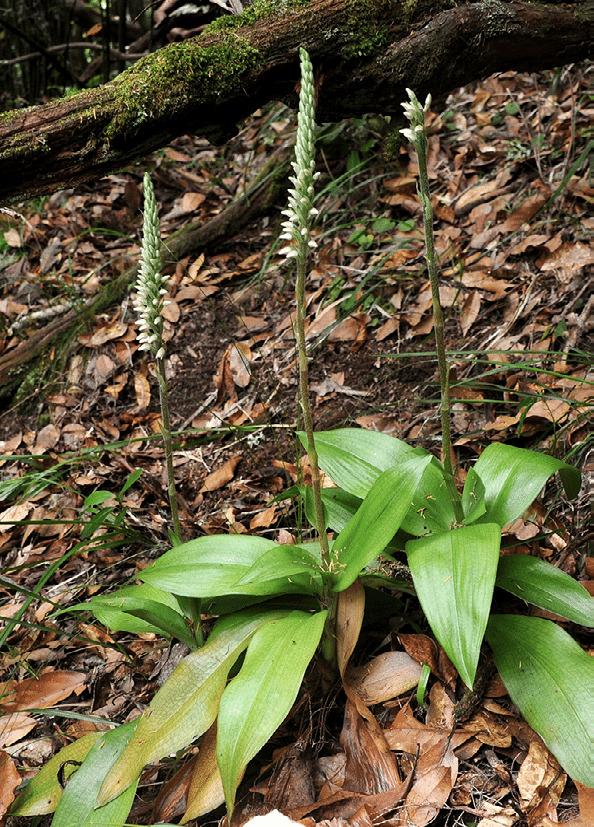 Goodyera macrophylla