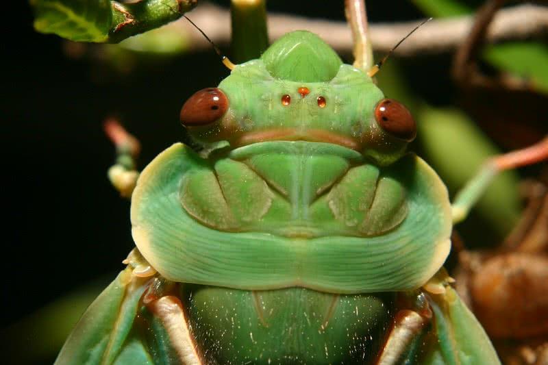 greenn grocer cicada