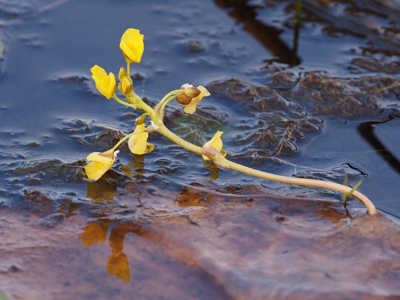 Bladderwort