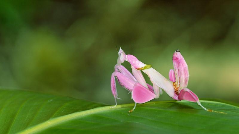 Orchid Mantis