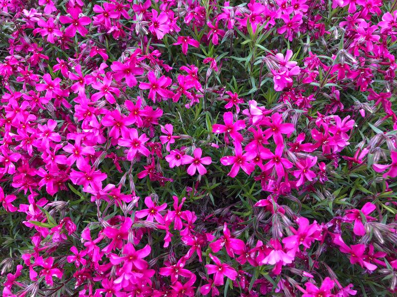 Creeping Phlox