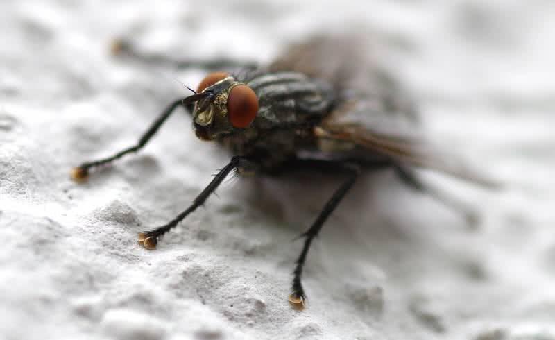 housefly