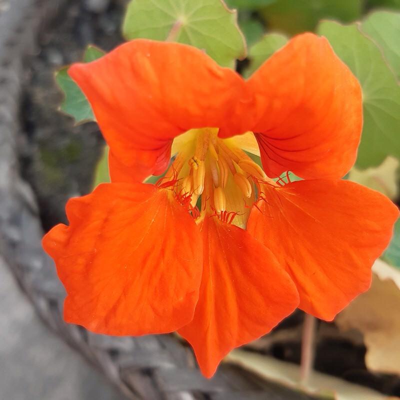 Nusturtium