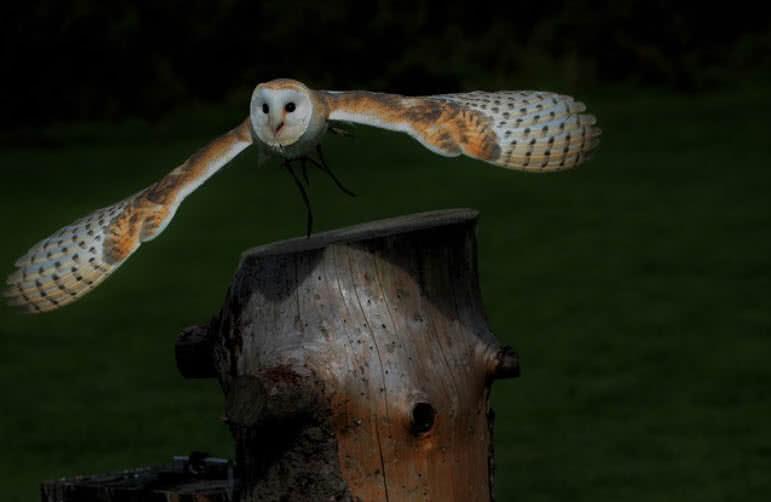 Barn Owl