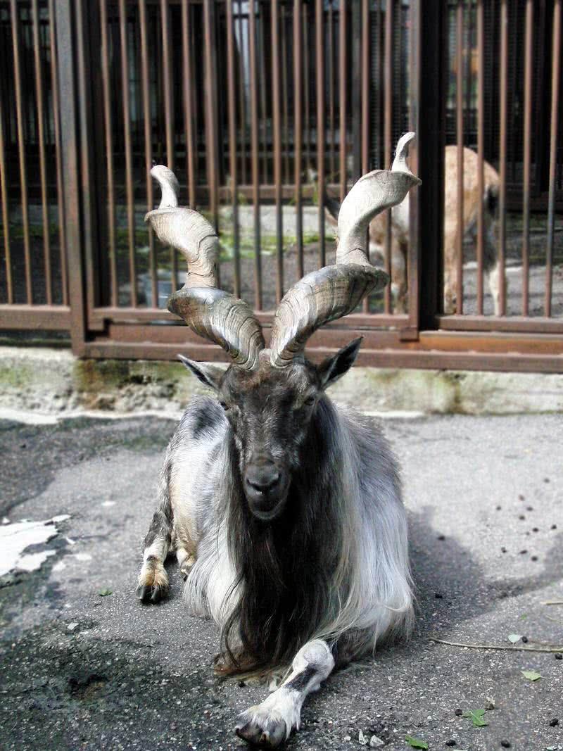 markhor