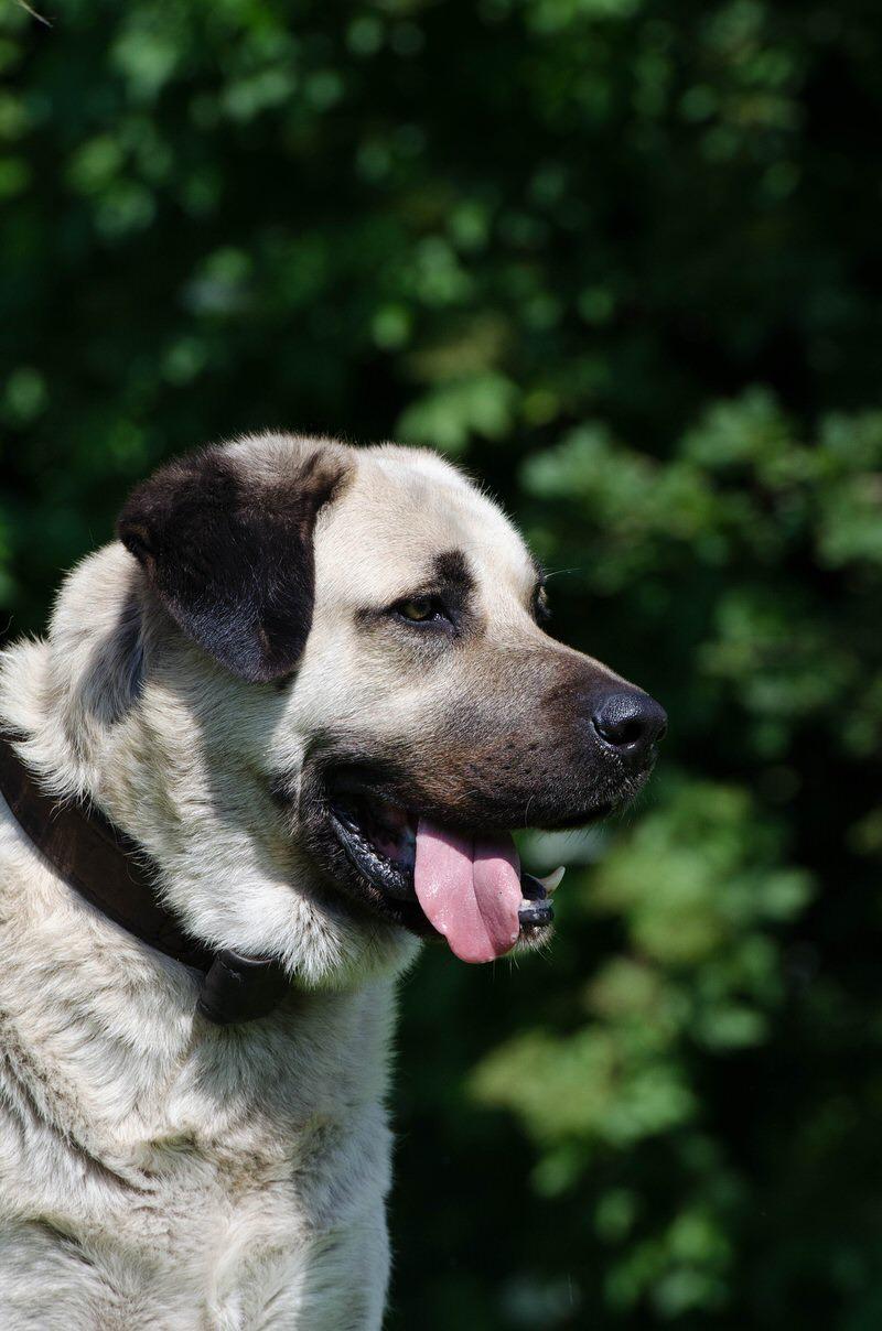 Kangal