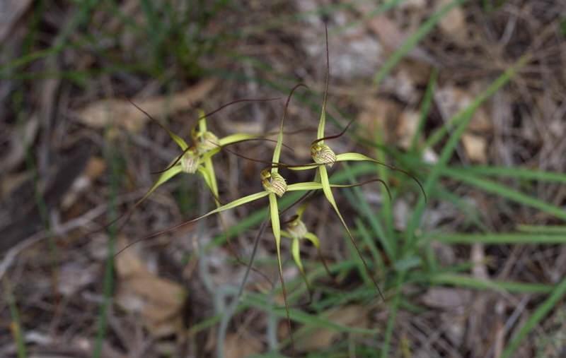 Caladenia luteola